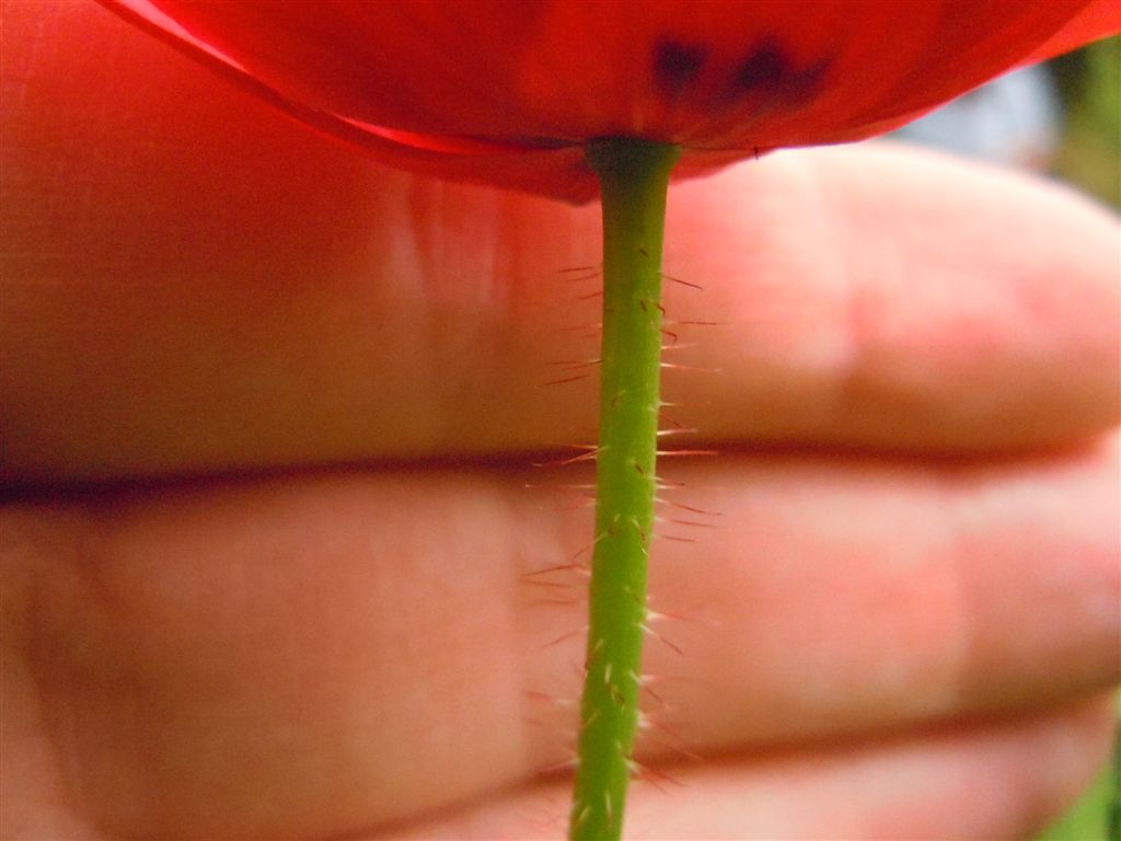 Papaver rhoeas / Papavero comune